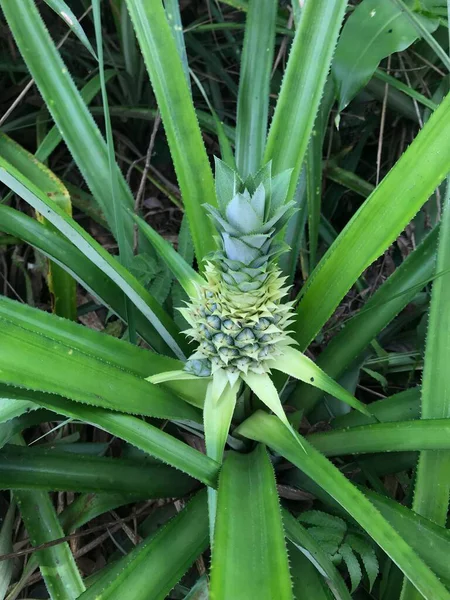 Bahçede yeşil yapraklar