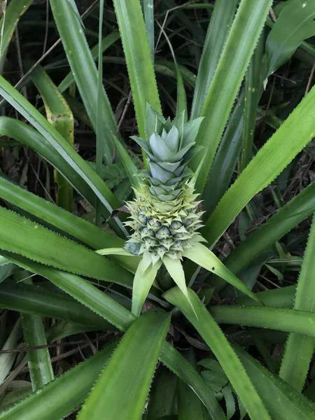 bir bitkinin yeşil yaprakları