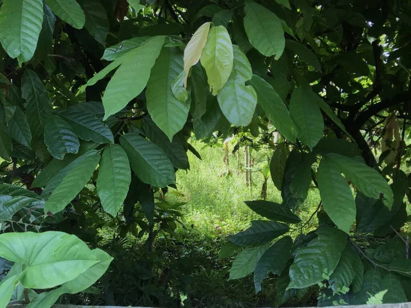 yeşil yapraklar, bitki örtüsü ve doğa, bitki yaprakları