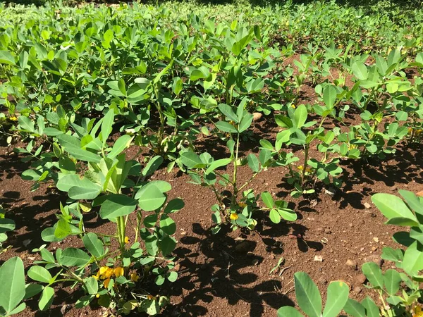 Bahçede yeşil yapraklar