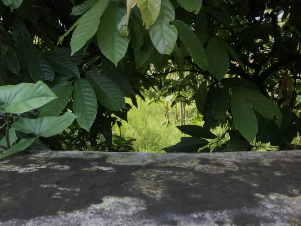 Ağaç gövdesinde bir sürü yaprak olan yeşil yosun.