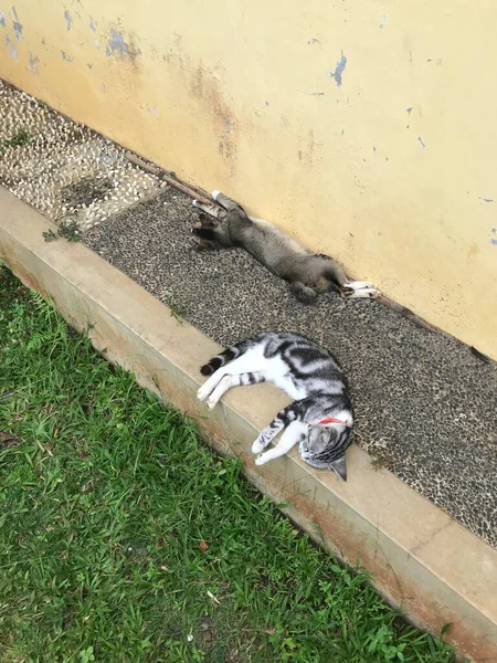 Kedi yerde yatıyor.