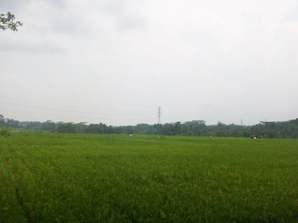 Yeşil pirinç alan Tayland mavi gökyüzü ile