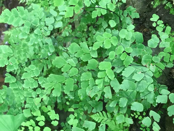 Ormanda yeşil çimenler