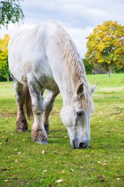 Sonbahar parkında, Almanya, Bavyera 'da çimlerle beslenen beyaz at