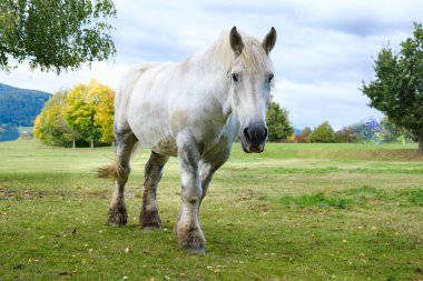 Beyaz at çayırda duruyor, arkasında dağlar ve ağaçlar var.
