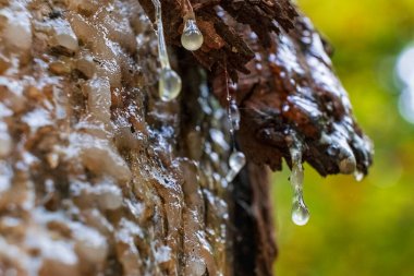 Sonbahar ormanlarında ağaç kabuğundan süzülen ağaç reçinesi, Almanya makro çekimi