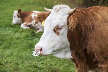 Brown and white cow resting on green grass in a peaceful Bavarian pasture.
