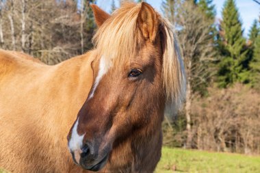 Brown horse close-up in open pasture in Bavaria, Germany