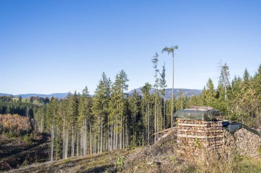 Açık mavi gökyüzünün altında istiflenmiş kütükler ve ağaçlarla dolu orman temizliği.