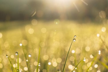 Sabah çiy damlaları çimenlerin üzerinde ışıldıyor yumuşak altın gündoğumu ışığında,