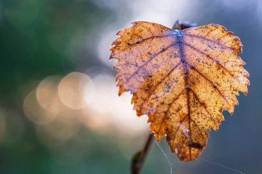 Su damlacıklı tek bir sonbahar yaprağı, bulanık arka planda izole edilmiş. Boşluğu kopyala.
