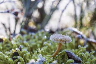 Buz tutmuş yosunlardan çıkan küçük bir mantarın yakın çekimi. Sığ alan derinliği.