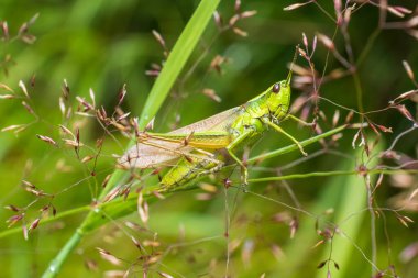 Çayırların arasında dinlenen çekirgenin yakın çekimi. Doğal kamuflaj, seçici odaklanma, vahşi yaşam detayı. Bavyera, Almanya.