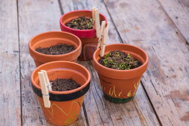 Ahşap yüzeyinde toprak olan küçük saksılara yakın çekim. Bahçıvanlık ve büyüme konsepti, doğal ışık. Bavyera