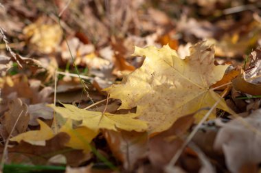 Yerde başka yapraklarla çevrili bir yaprak yatıyor. Yaprak sarıdır ve üzerinde kahverengi bir leke vardır. Sonbahar kavramı ve doğanın güzelliği