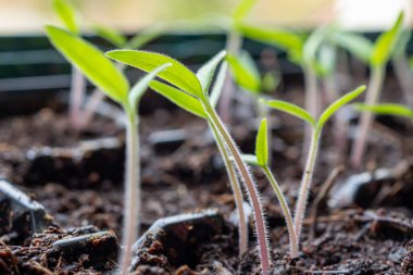 Tohum kabında filizlenen domates tohumları, ince kökler ve açık yeşil Cotyledonlar Yumuşak Doğal Işık Altındaki Koyu Saksı Topraktan yükseliyor, Ev Bahçıvanı
