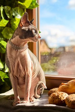 Kanadalı Sphynx kedisi inci tarzı bir kolye takıyor ve pencere kenarında şehir manzaralı ekmek rulolarının yanında oturuyor. Yemek ve evcil hayvanlı şık bir ev hayatı fotoğrafı..