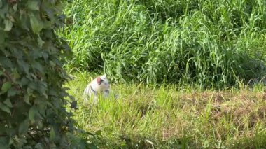 Sakin bir beyaz kedi güneşli bir günde uzun yeşil çimenlerin arasında yatıyor. Açık hava sahnesi, temiz fotokopi alanına sahip huzurlu kedi davranışlarını ve doğal çevreyi gösteriyor..