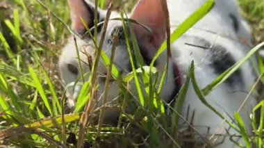 Sakin bir beyaz kedi güneşli bir günde uzun yeşil çimenlerin arasında yatıyor. Açık hava sahnesi, temiz fotokopi alanına sahip huzurlu kedi davranışlarını ve doğal çevreyi gösteriyor..