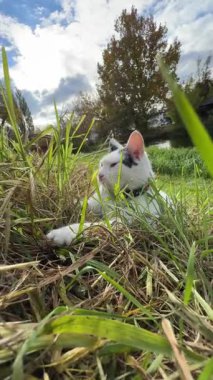 Sakin bir beyaz kedi güneşli bir günde uzun yeşil çimenlerin arasında yatıyor. Açık hava sahnesi, temiz fotokopi alanına sahip huzurlu kedi davranışlarını ve doğal çevreyi gösteriyor..