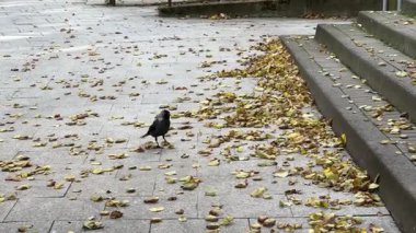 Sonbaharda sarı yapraklarla kaplı bir kaldırımda yürüyen ve arayan siyah bir karga görülüyor. Klip, mevsimsel bir ortamda kentsel yaban hayatının davranışlarını vurguluyor.