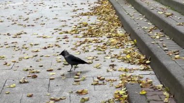 Altın sonbahar yapraklarıyla kaplı asfalt bir yüzeyde hareketsiz duran siyah karga videosunu kapat. Klip, şehir ortamındaki tüylerin ve doğal hareketlerin ayrıntılarını gösteriyor..