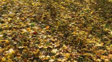 Düşen sonbahar yaprakları ve yeşil çimlerle kaplı bir tarlayı gösteren eğik sinematik bir çekim. İğne, mevsimsel deseni ve doğal renkleri nazikçe ortaya çıkarıyor..