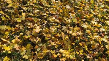 Yeşil çimenlerin üzerine dağılmış renkli sonbahar yapraklarını gösteren tepeden tırnağa sinematik bir çekim. Hareket, dokuyu, şablonu ve mevsimsel güzelliği gün ışığında ortaya çıkarır..