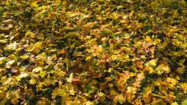 Yeşil çimenleri kaplayan düşen sonbahar yapraklarının üst görüntüsünü gösteren kusursuz bir yay hareketi videosu. Geçmişi, mevsimsel görüntüleri veya çevresel hikaye anlatımı için ideal.