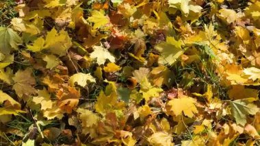 Renkli sonbahar yapraklarının yeşil çimlerin üzerinde yattığını gösteren pürüzsüz, yakın çekim bir ark hareketi videosu. Doğal güzellikleri, dokuları ve sakin mevsimsel duyguları yakalar..