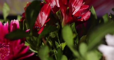 Yemyeşil yapraklarla çevrili kırmızı ve pembe çiçeklerin canlı bir bileşimi. Sığ odak ve doğal ışık, doğa ve bahçe temaları için ideal dinamik ve renkli bir çiçek atmosferi yaratır..