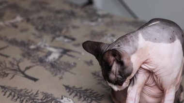 Bir Sphynx kedisi öne eğilir ve kapalı bir yüzey üzerinde kendini tımar eder..