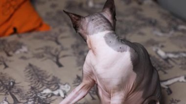 Kılsız bir Sphynx kedisi kapalı bir yüzey üzerinde göğüs bölgesini tımar ederken başını kaldırır..