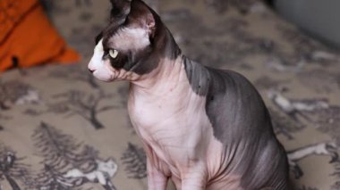 Bir Sphynx kedisi rahat bir ortamda yumuşak bir arka planı olan kanepeye sakince oturur..