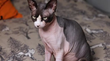 Kılsız bir Sphynx kedisi sakin bir şekilde kameraya bakar..