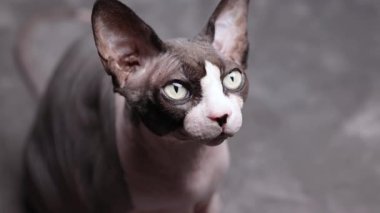 Kılsız bir Kanadalı sfenks kedisi, göze çarpan yüz hatları ve özenli duruşuyla stüdyo ortamında ileri bakarken meraklı görünür..