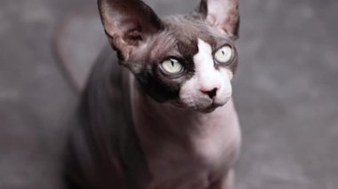 Kılsız bir Kanadalı sfenks kedisi, tanımlanmış yüz hatları ve dik duruş sergileyen bir stüdyo ortamında bir uyarı ifadesiyle ileriye bakar..