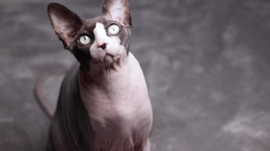 Kılsız bir Kanadalı sfenks kedisi, kontrollü bir stüdyo ortamında, yüz yapısı ve özenli duruşuyla sabit bir şekilde ileri bakar..