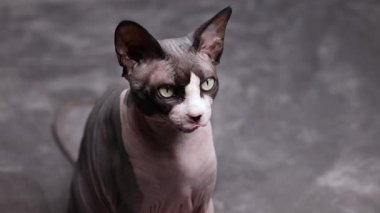 Kılsız bir Kanadalı sfenks kedisi dudağını yalıyor ve kapalı bir stüdyoda yüz hareketlerini ve detaylı deri dokusunu göstererek göz kırpıyor..