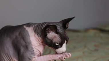 Kılsız bir Kanadalı sfenks kedisi, sakin bir iç mekanda doğal tımar davranışları ve detaylı deri kıvrımlarını göstererek patisini oturarak yalıyor..