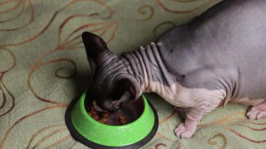 Kılsız bir Kanadalı sfenks kedisi yeşil bir çanaktan yemek için öne doğru eğilir ve yoğun duruş ve pürüzsüz deri dokusunu gösterir..