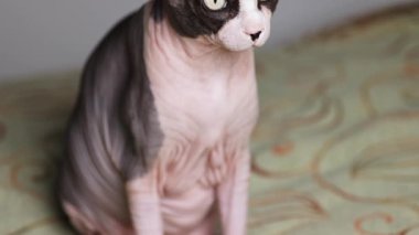 Kılsız bir Kanadalı sfenks kedisi, kamera yukarı doğru eğildiğinde sakince oturur ve tarafsız bir stüdyo arka planında odaklanmış bakışlarını ve tanımlanmış deri dokusunu ortaya çıkarır..