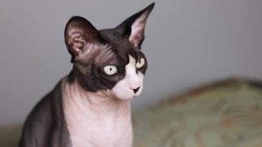 Kılsız bir Kanadalı sfenks kedisi dudağını yalarken kamera nazik bir tava sergiliyor, anlamlı bir hareket ve pürüzsüz deri dokusu sergiliyor..