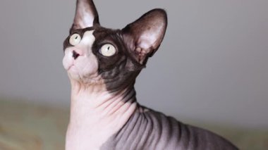 Kılsız bir Kanadalı sfenks kedisi kafasını kaldırır ve geniş gözlerle yukarıya bakar, odaklanmış ifadesini ve yumuşak stüdyo ışığı altında yumuşak deri dokusunu gösterir..