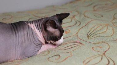 Kılsız bir Kanadalı sfenks kedisi, hareketli bir lazer ışınını, belli belirsiz bir tepki ve rahat duruş göstererek, hareket eden bir yüzeyde görmezden gelir..