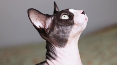 Kılsız bir Kanadalı sfenks kedisi dudağını yalar ve kafasını yukarı bakmak için kaldırır, meraklı davranışlar ve tanımlanmış yüz hatları gösterir..