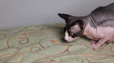 Kılsız bir Kanadalı sfenks kedisi dikkatle bir lazer ışını desenli bir yüzeye fırlatılarak uyarı ifadesini ve bağlı duruşu gösterir..