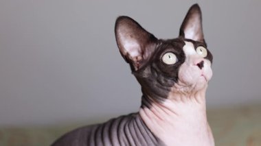 Kılsız bir Kanadalı sfenks kedisi kafasını hafifçe eğiyor, tuhaf davranışlar sergiliyor ve kapalı alanda parlak dikkatli gözler sergiliyor..