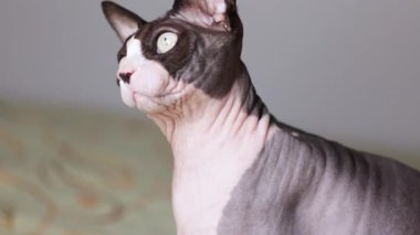 Kılsız bir Kanadalı sfenks kedisi yukarı bakar, kamera yukarı doğru eğilir, dışavurumcu bakışları ve dik duruşu gösterir..